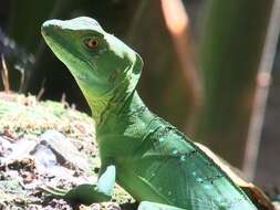 Image of Green Basilisk