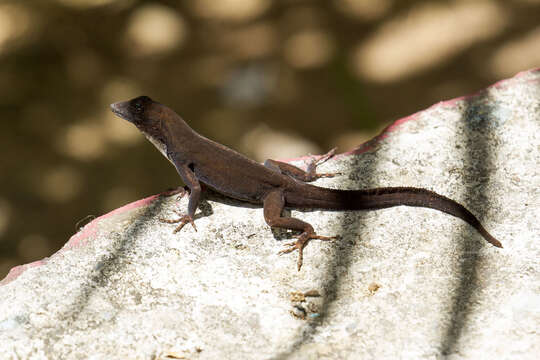 Image of Sagua de Tanamo  Anole