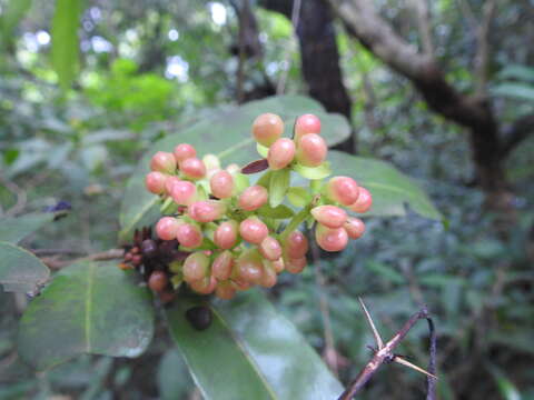 Imagem de Campylospermum serratum (Gaertn.) V. Bittrich & M. C. E. Amaral