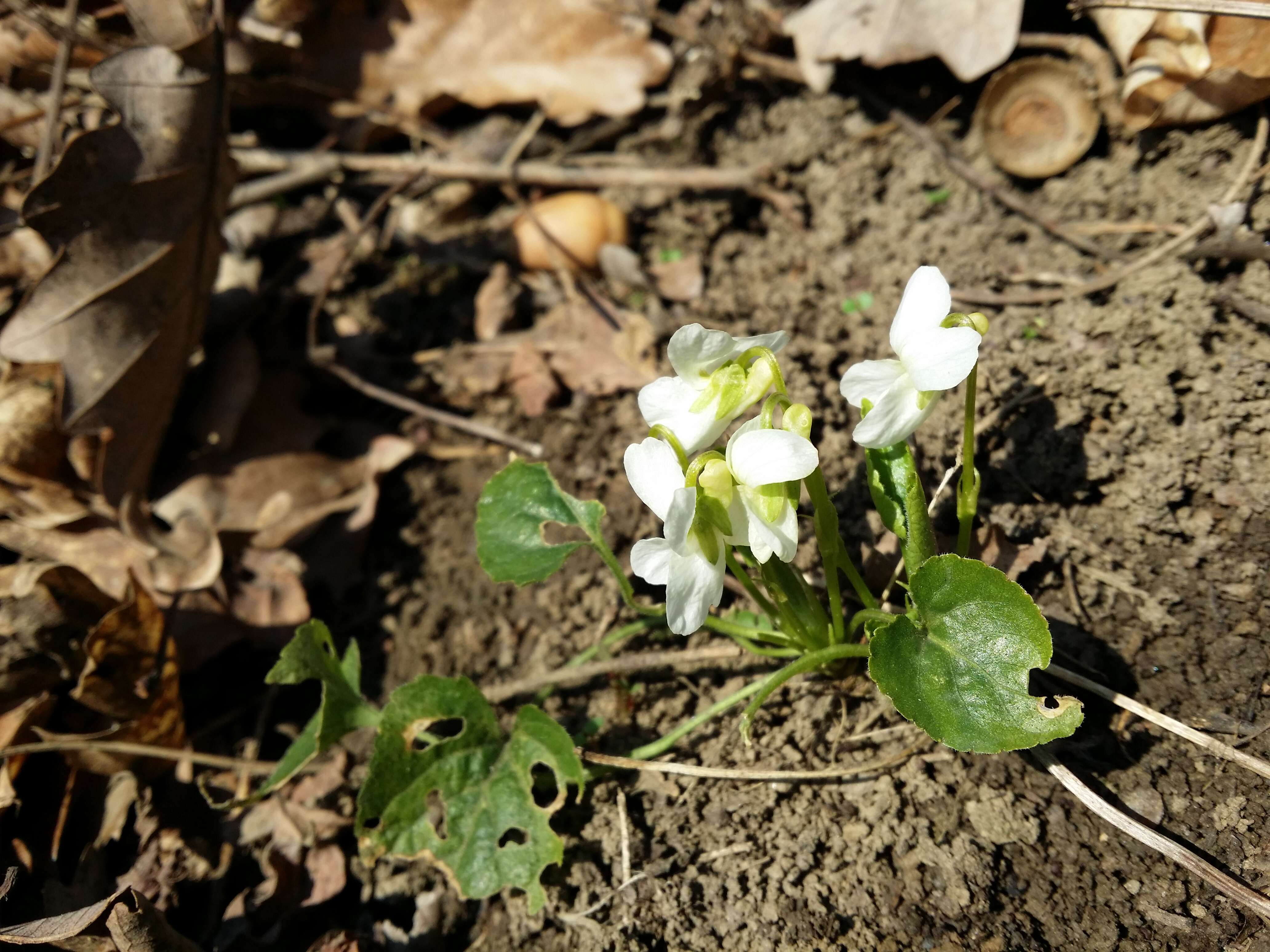 Image of White Violet