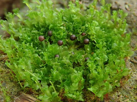 Image of Fossombronia wondraczekii (Corda) Dumort. ex Lindb.