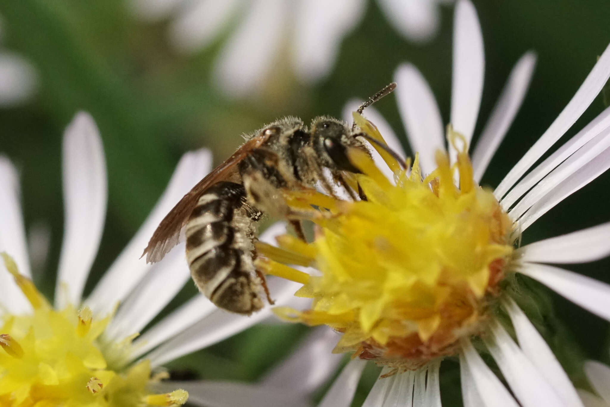 Image of Halictus confusus Smith 1853