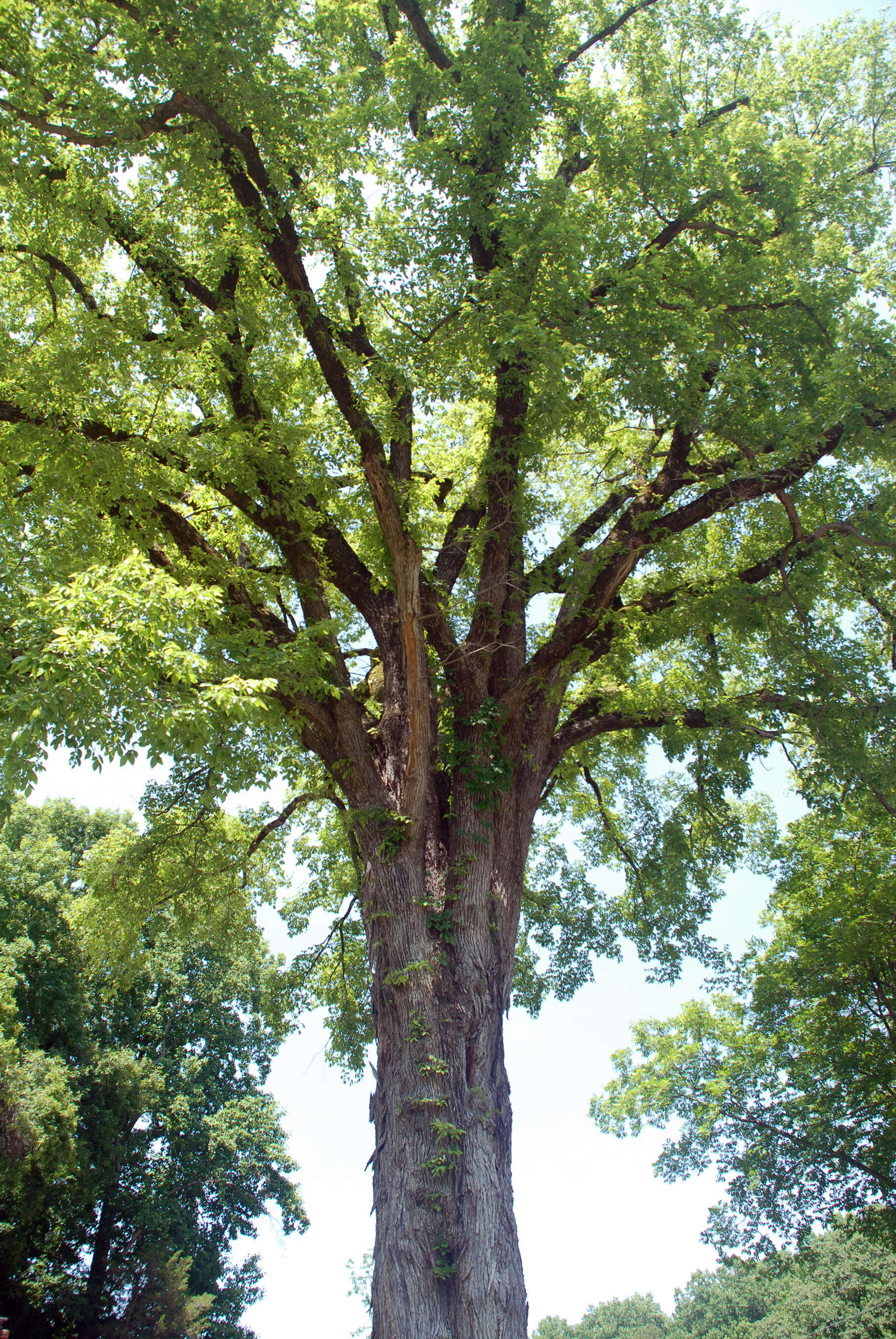 Image of American elm