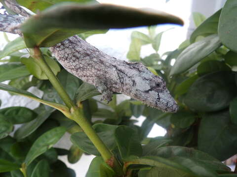 Anolis barbatus (Garrido 1982) resmi