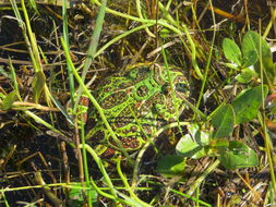 Image of Argentina Horned Frog