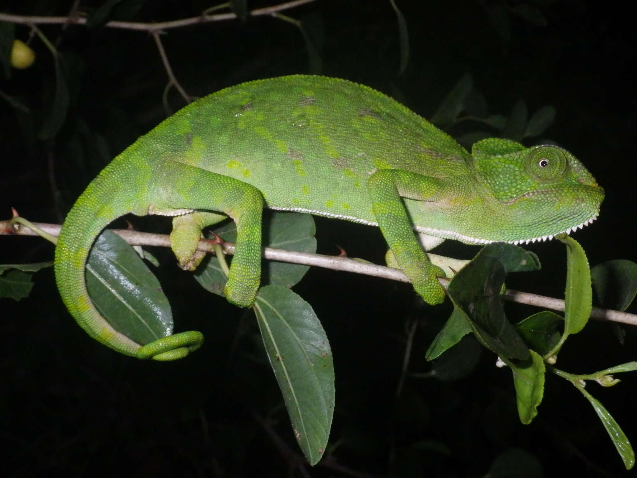 Image de Caméléon commun