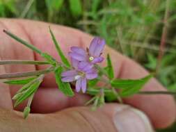 Imagem de Epilobium tetragonum L.