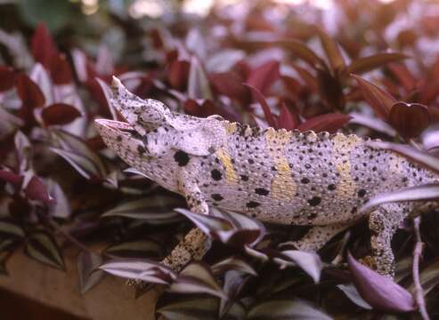 Image of Giant One-Horned Chameleon