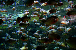 Image of Red-bellied piranha