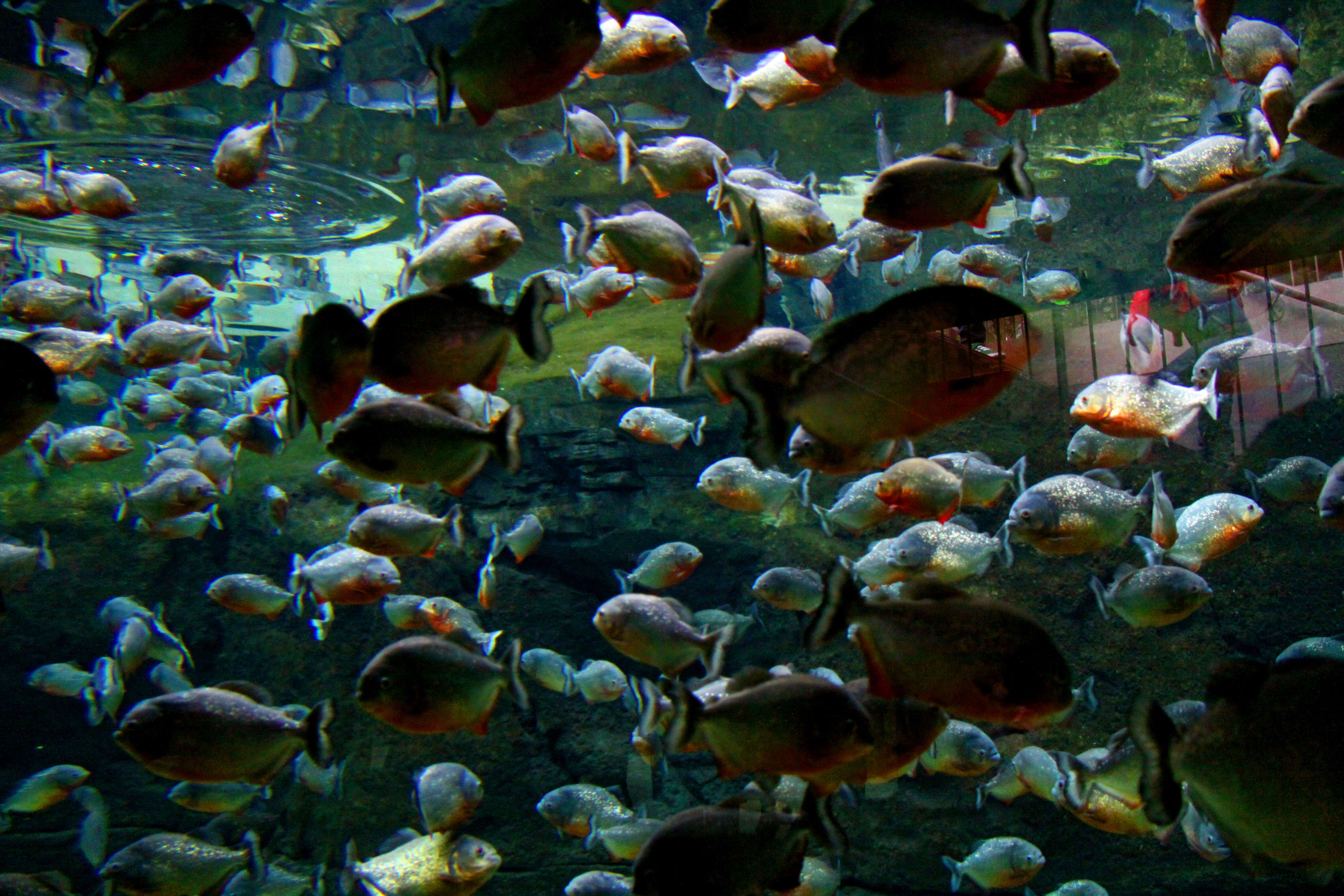 Image of Red-bellied piranha