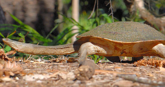 Image of Giant Snake-necked Turtle