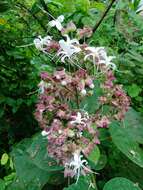 Image of Clerodendrum infortunatum L.