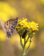 Image of Grayling