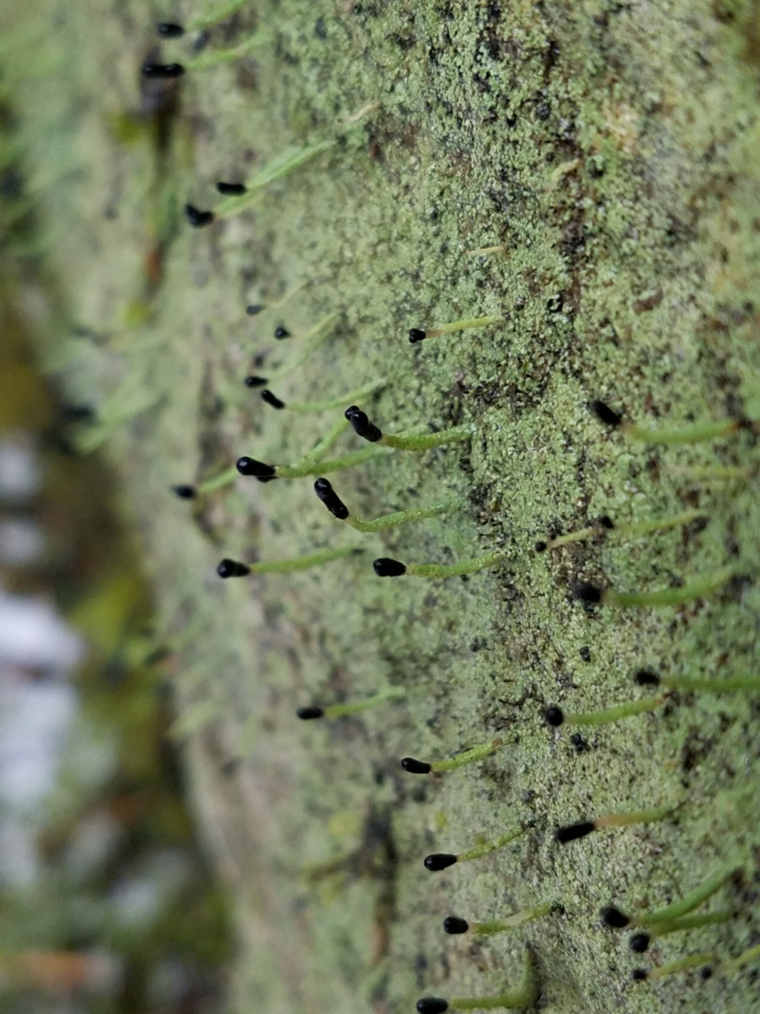 Image of <i>Pilophorus clavatus</i>