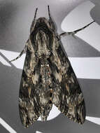 Image of convolvulus hawk moth