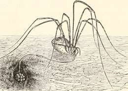 Image of Daddy longleg