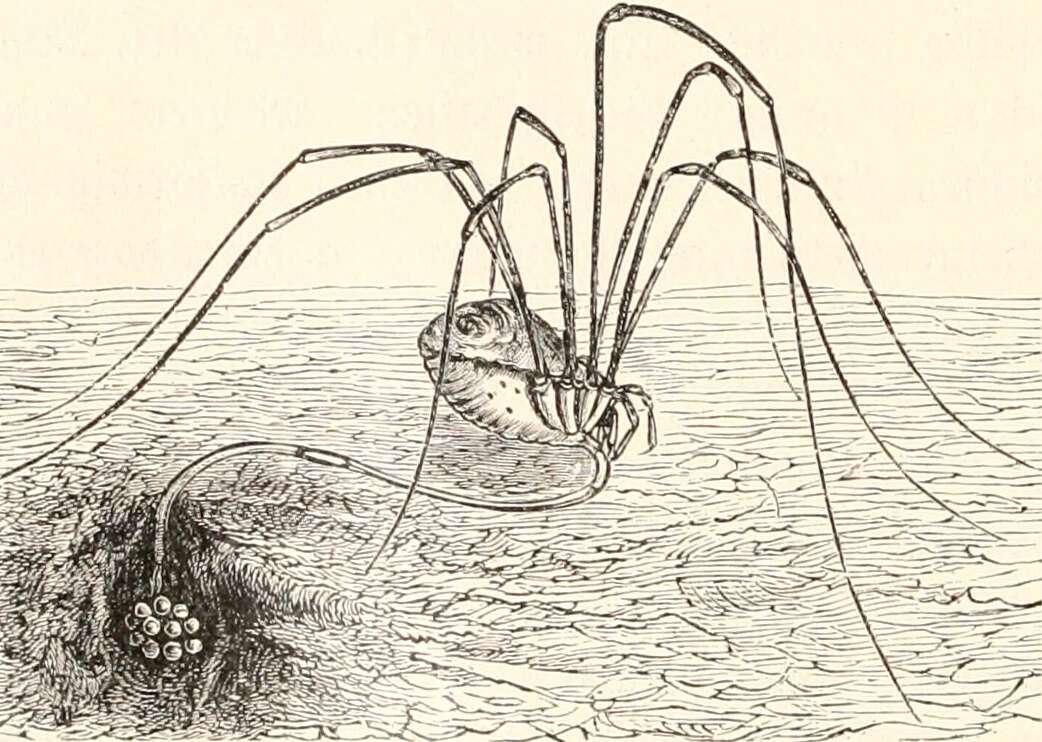 Image of Daddy longleg