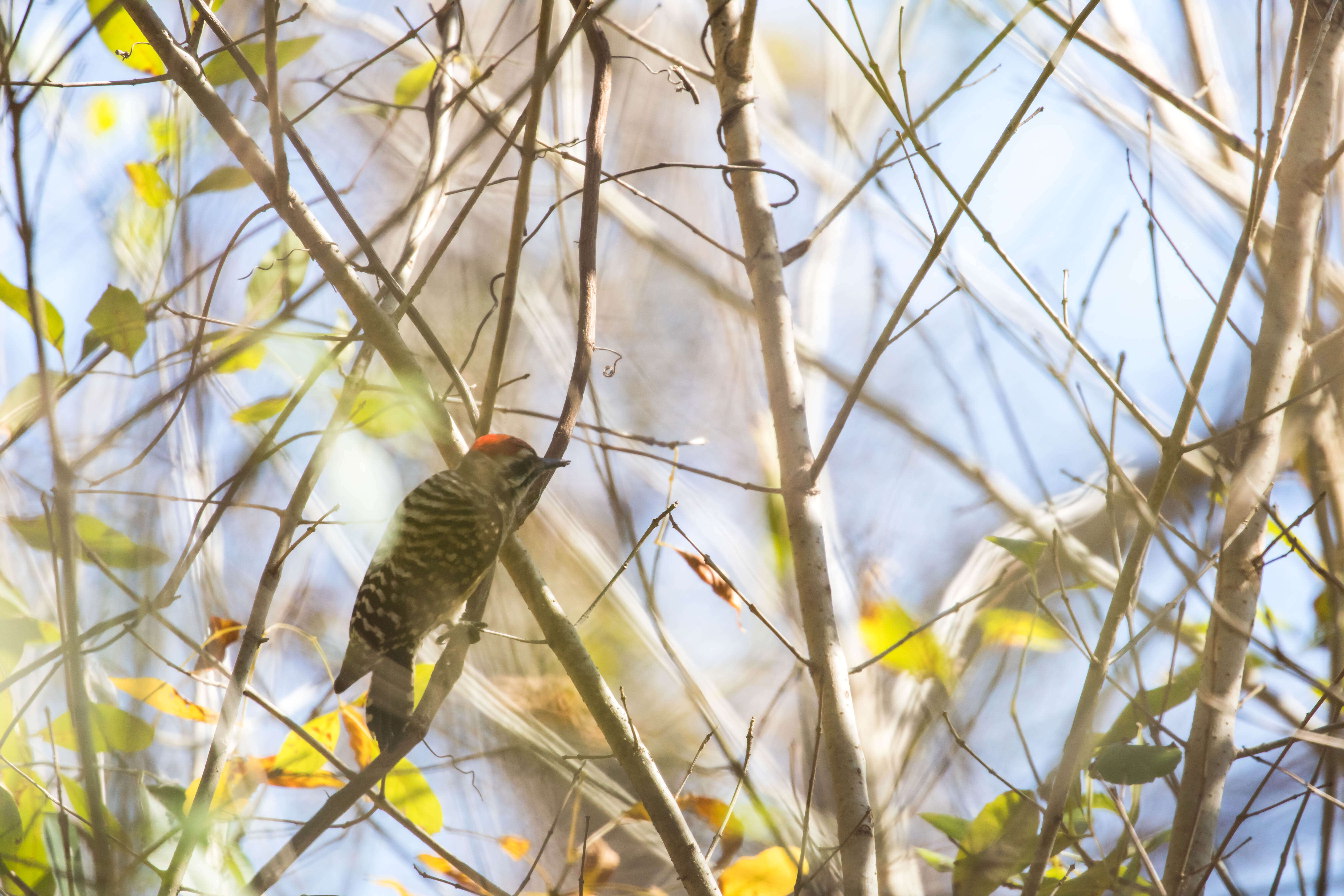 Image of Ladder-backed Woodpecker