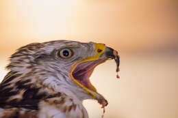 Image of Common Buzzard