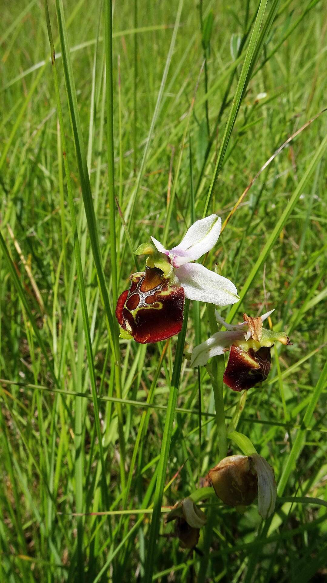 Image of Ophrys holosericea