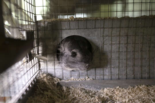 Image of chinchilla