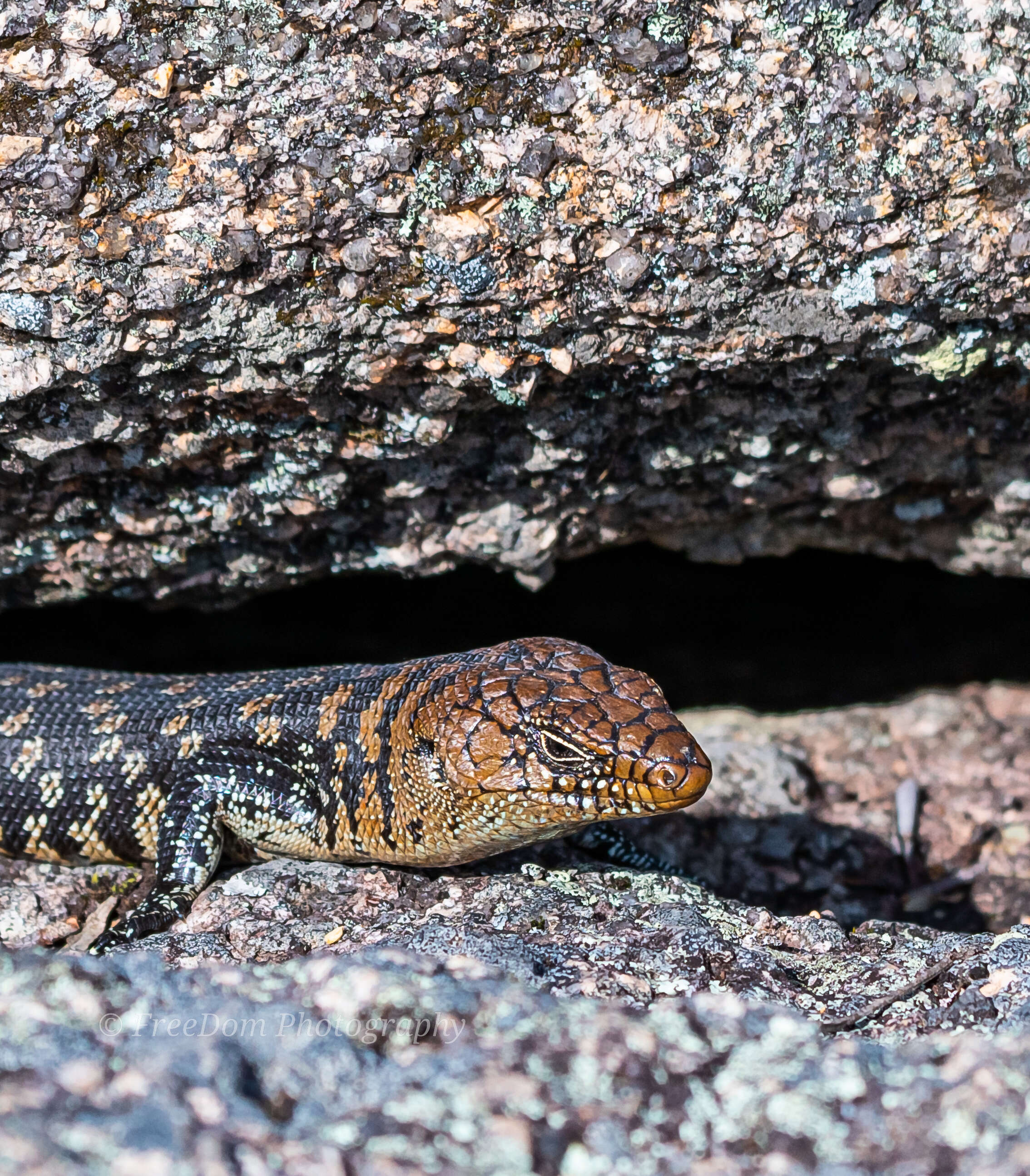 Image of Cunningham's skink