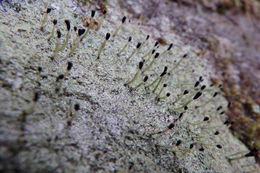 Image of <i>Pilophorus clavatus</i>