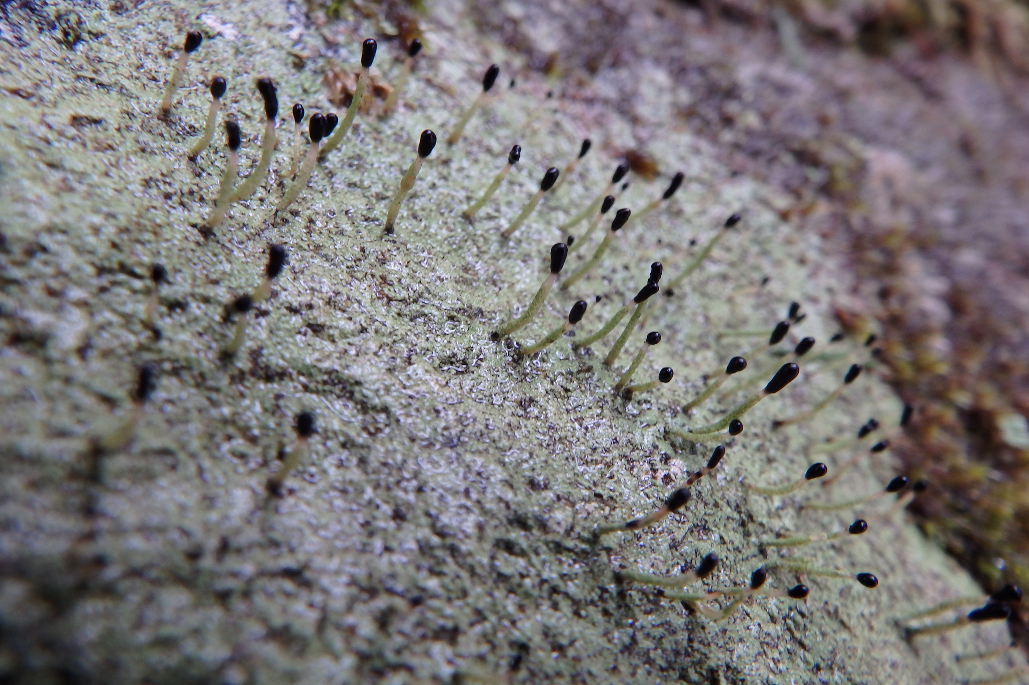 Image of <i>Pilophorus clavatus</i>