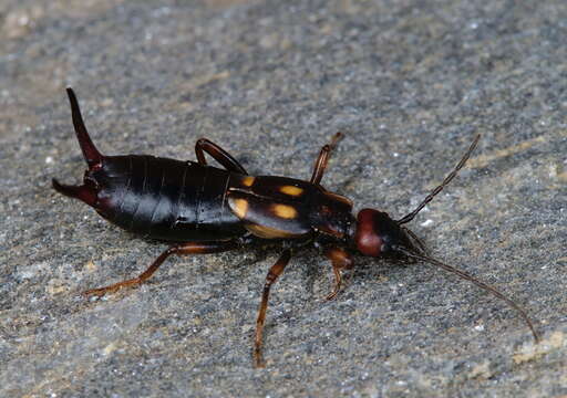 Image of Two-spotted Earwig