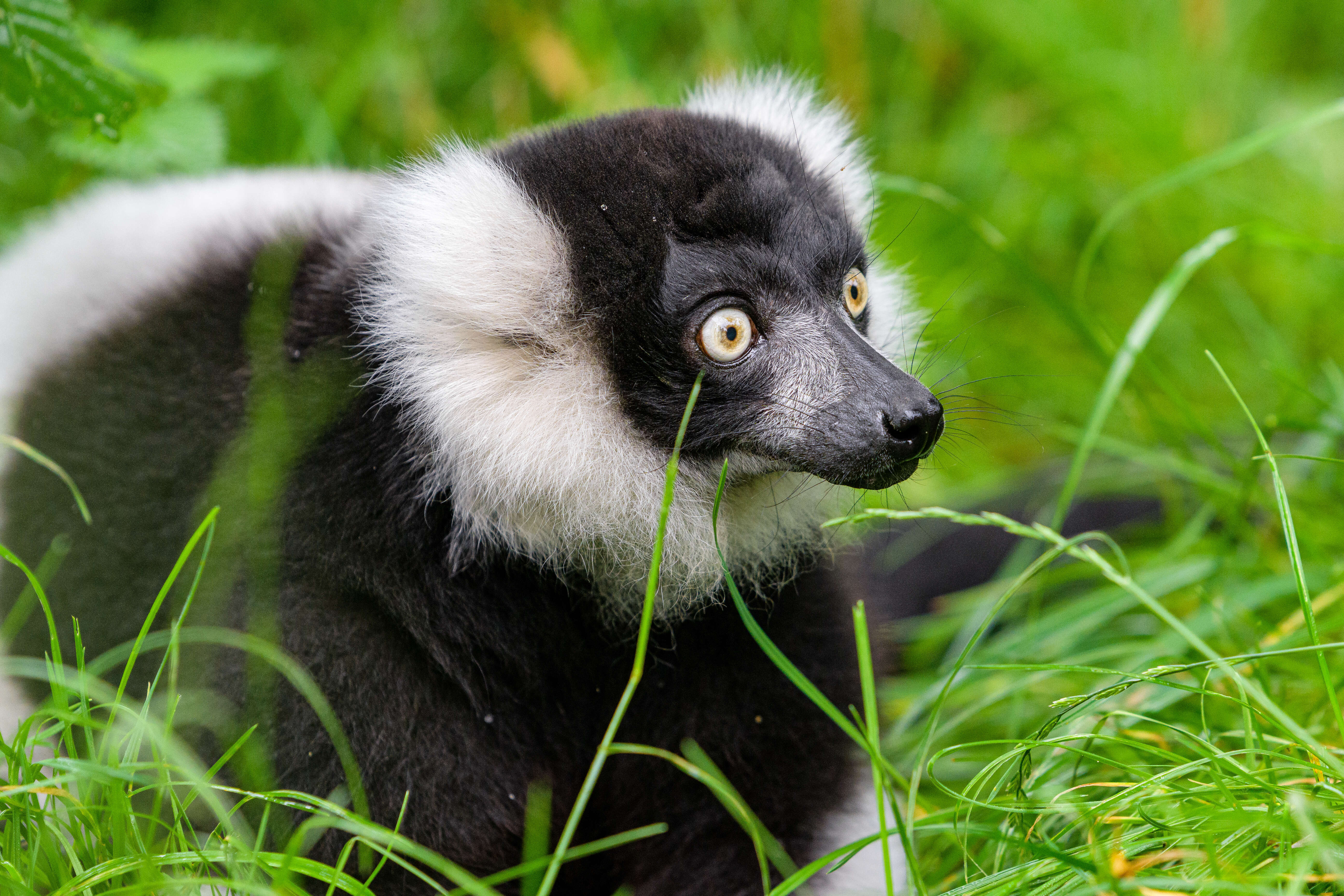 Image of Ruffed lemur