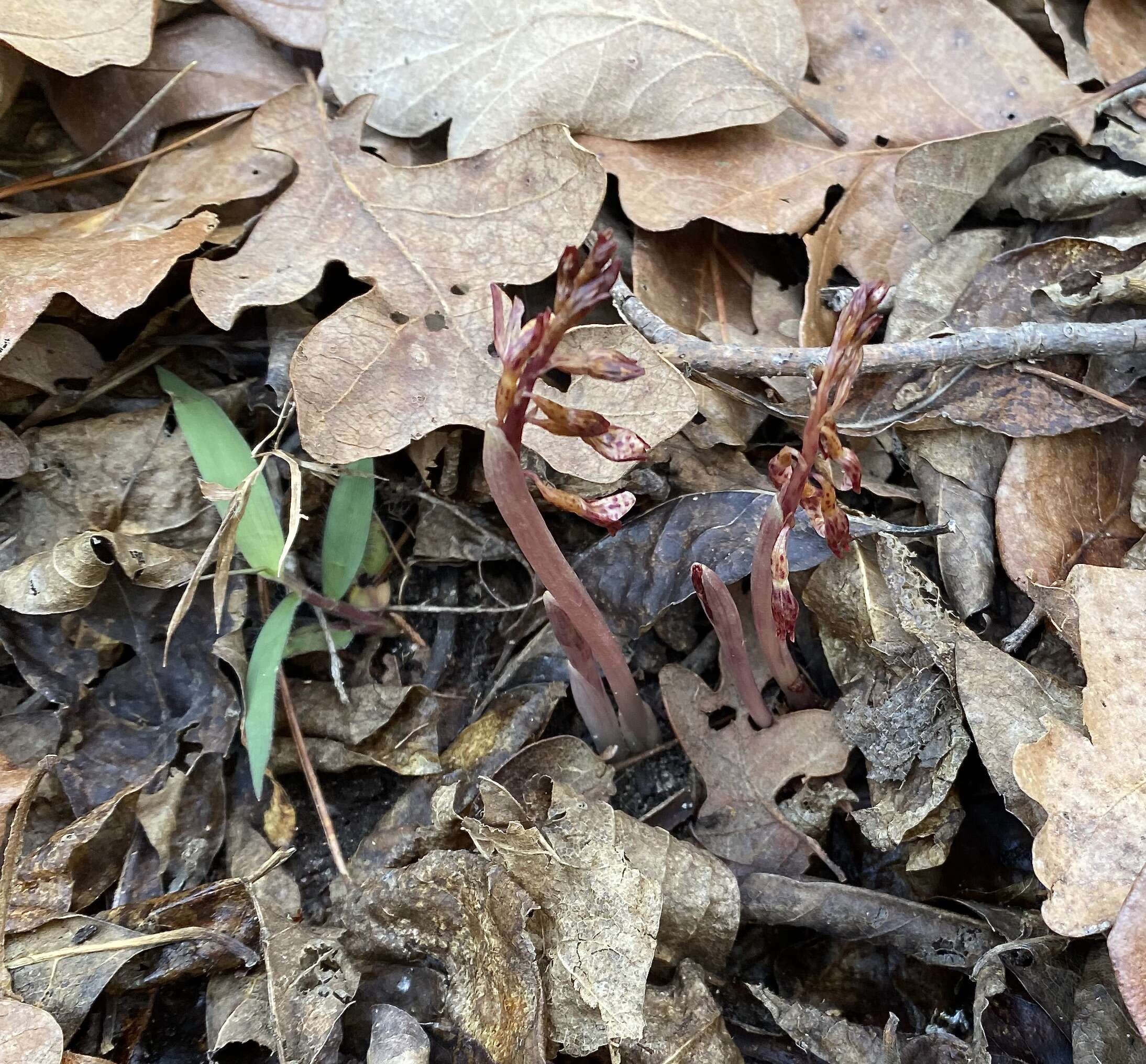 Image of Spring coralroot