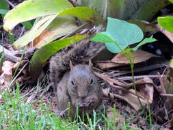 Image of Guianan Squirrel