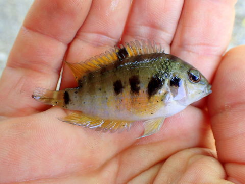 Image of <i>Amatitlania siquia</i> Schmitter-Soto 2007
