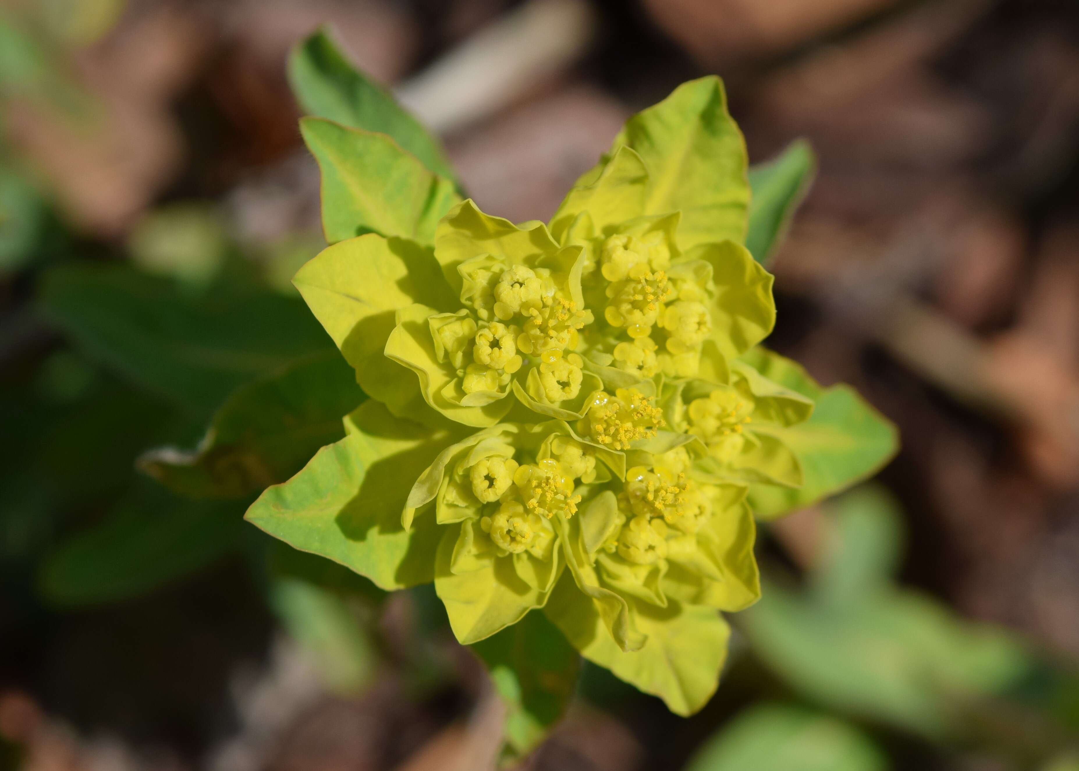 Image of cushion spurge