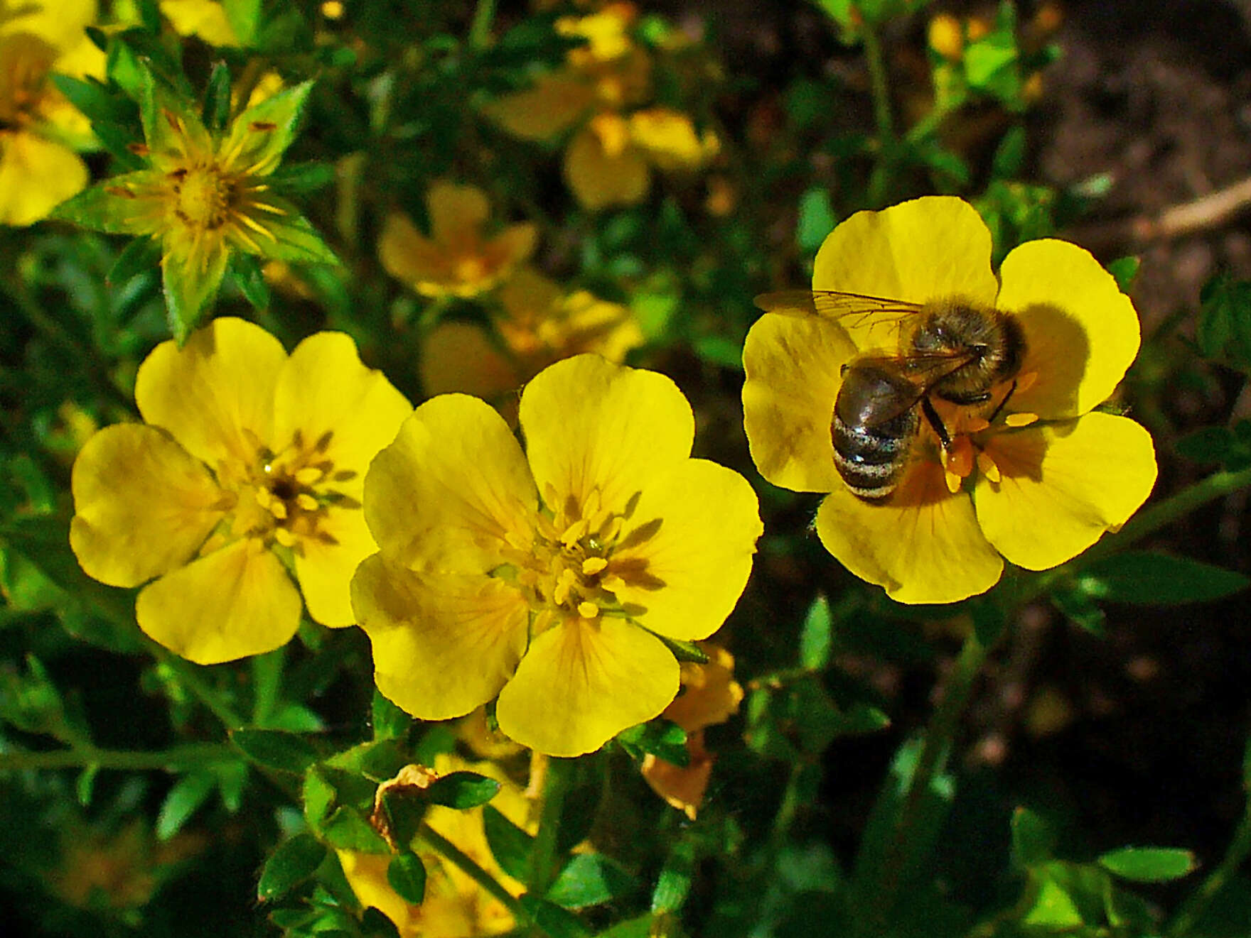 Image of Potentilla aurea L.