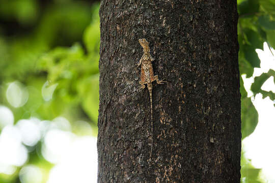 Image of Asian Gliding Lizard