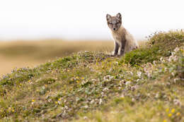 Image of Arctic Fox