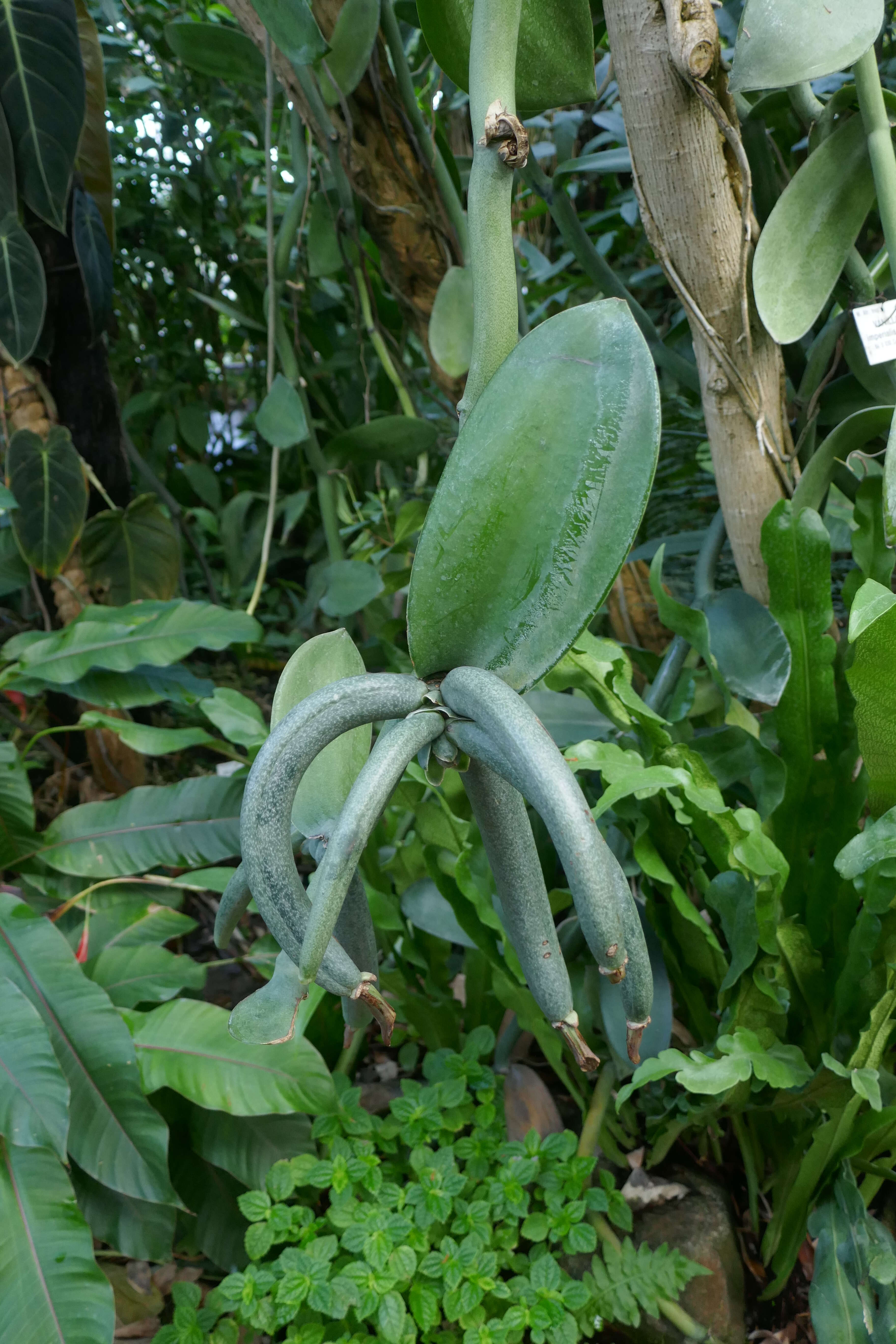 Image of Vanilla imperialis Kraenzl.