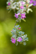 Imagem de Leucophyllum frutescens (Berl.) I. M. Johnston