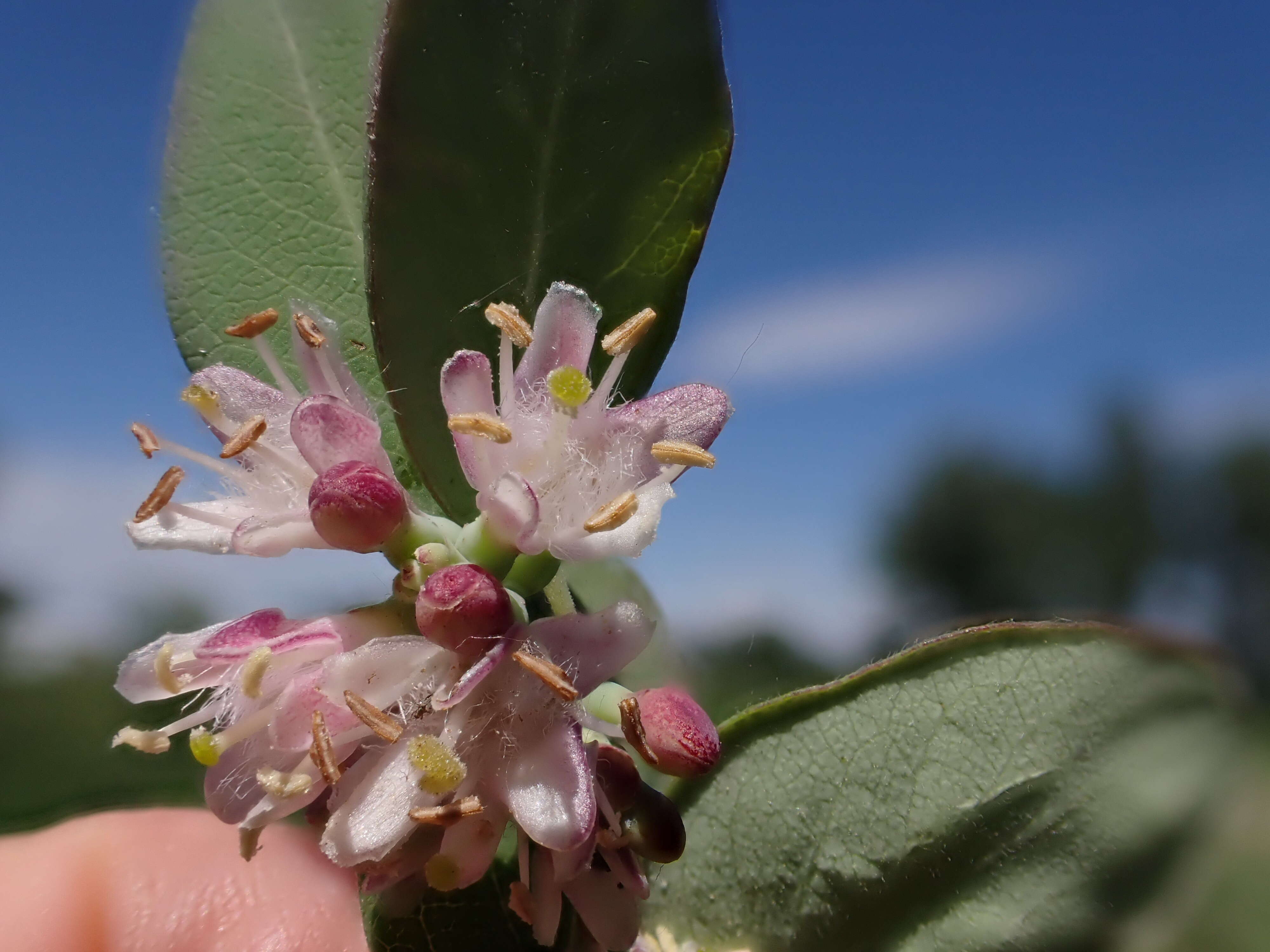 Image of western snowberry