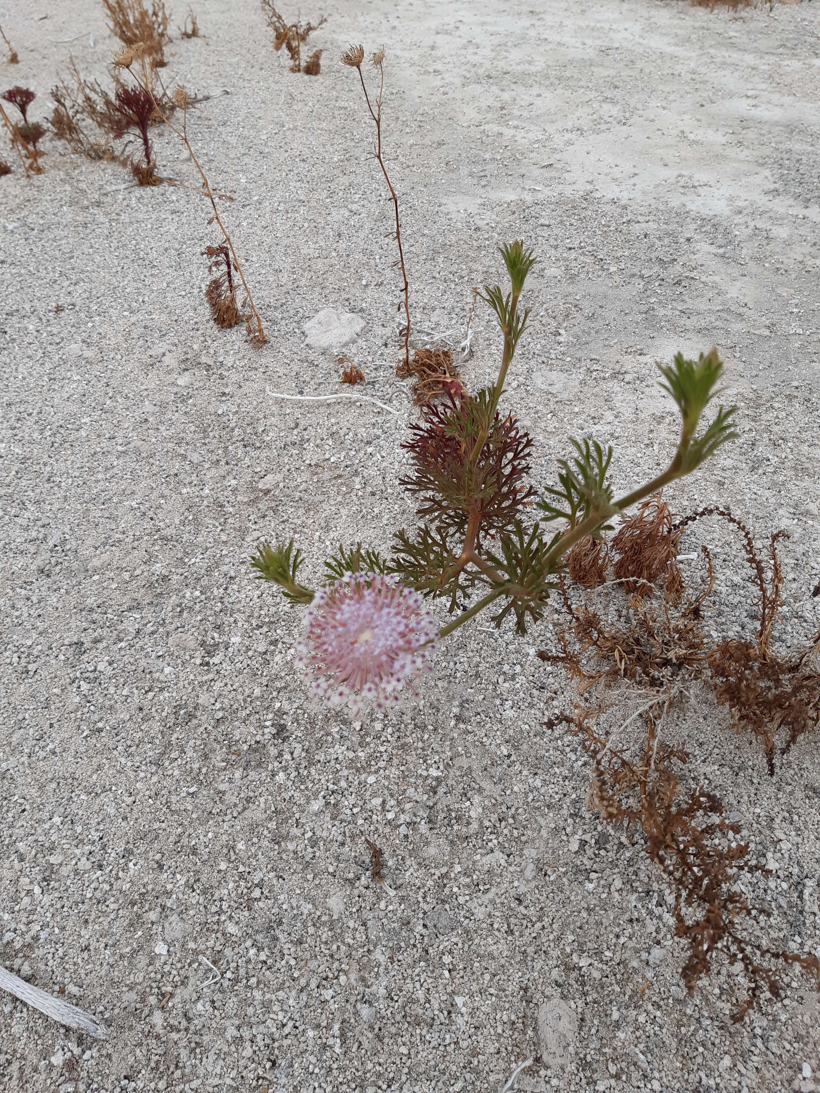 Image of Trachymene coerulea R. Grah.