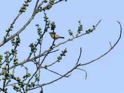 Image of Dusky Warbler