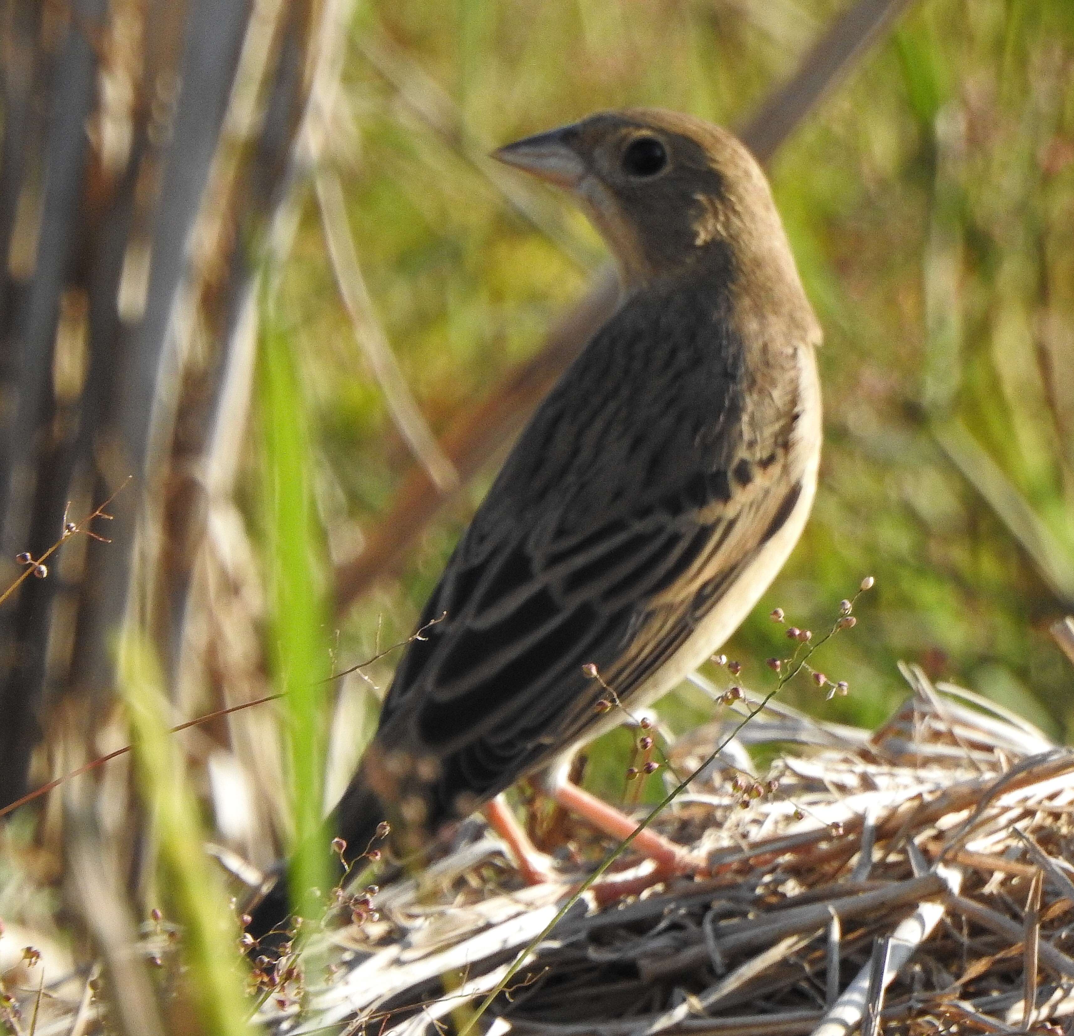 Image of Brown-headed Bunting