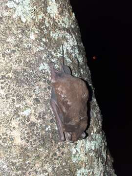 Image of Pallas's Mastiff Bat