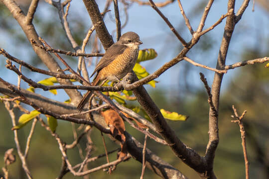 Image of Grey-backed Shrike