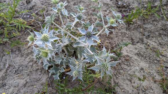 Image of sea-holly