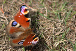 Image of Aglais io