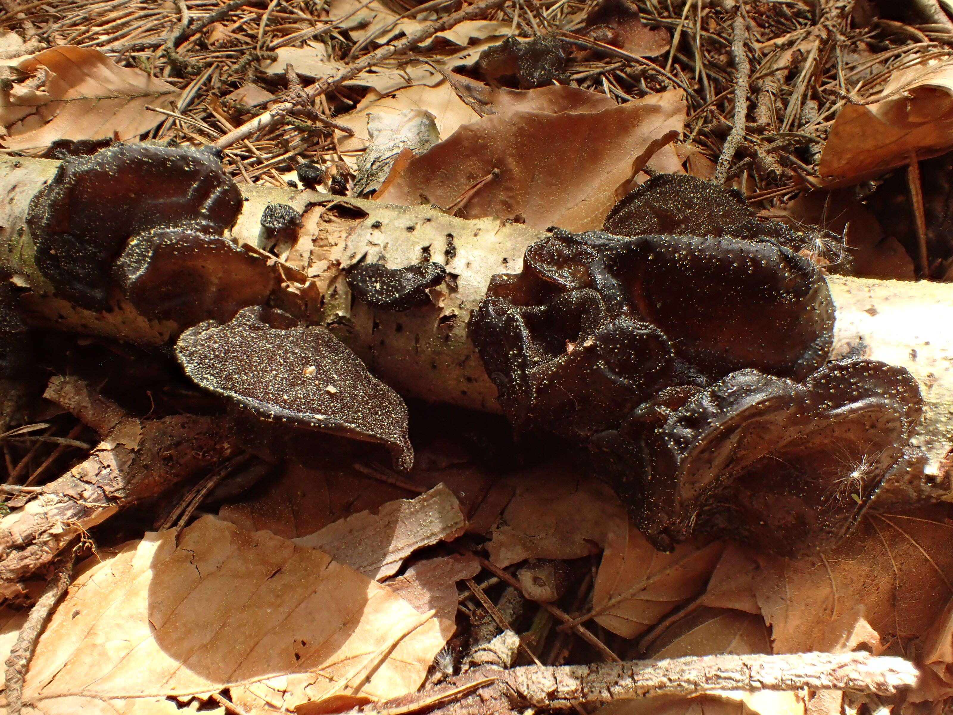 Image of Black Witches' Butter