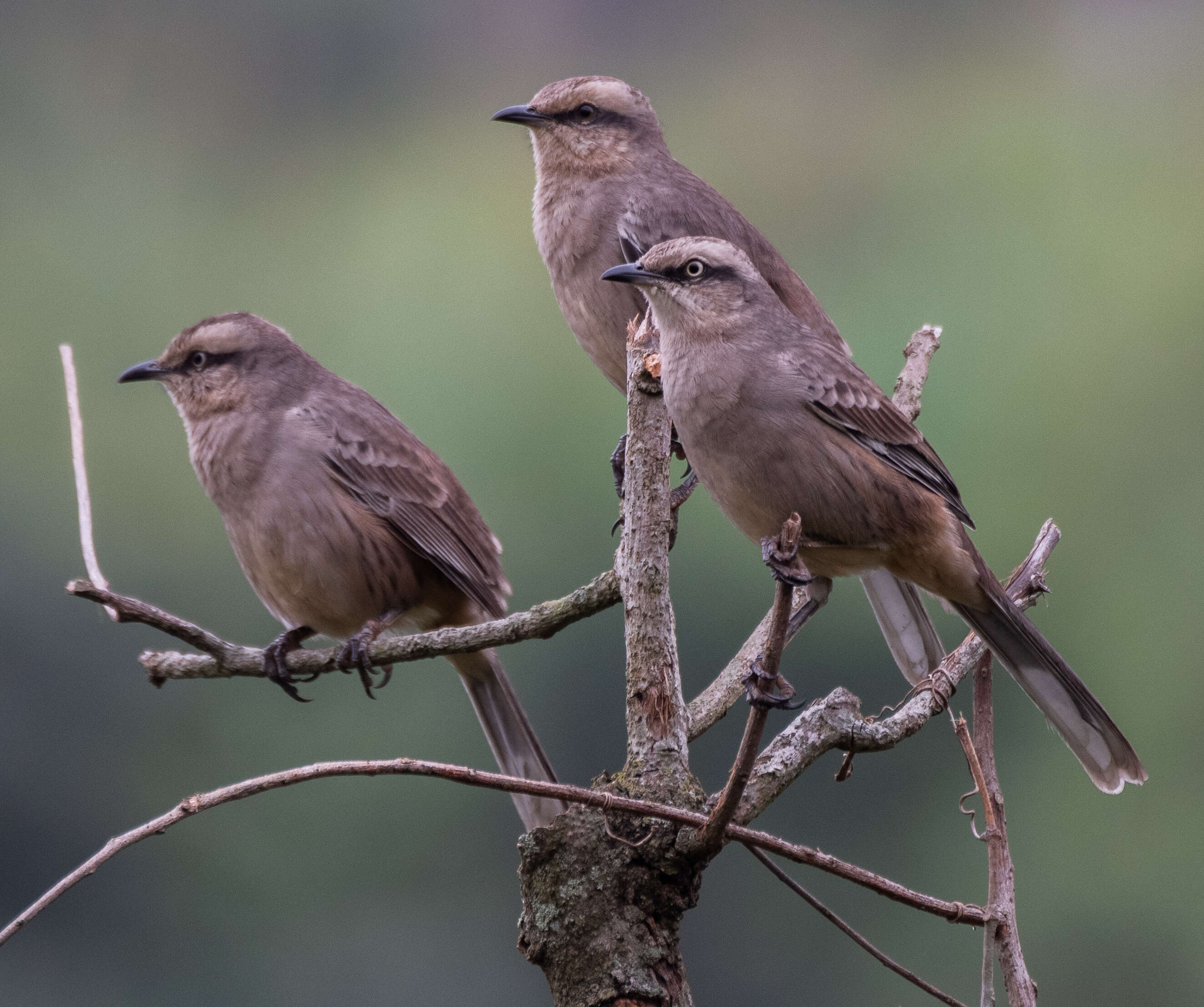 Image of Chalk-browed Mockingbird