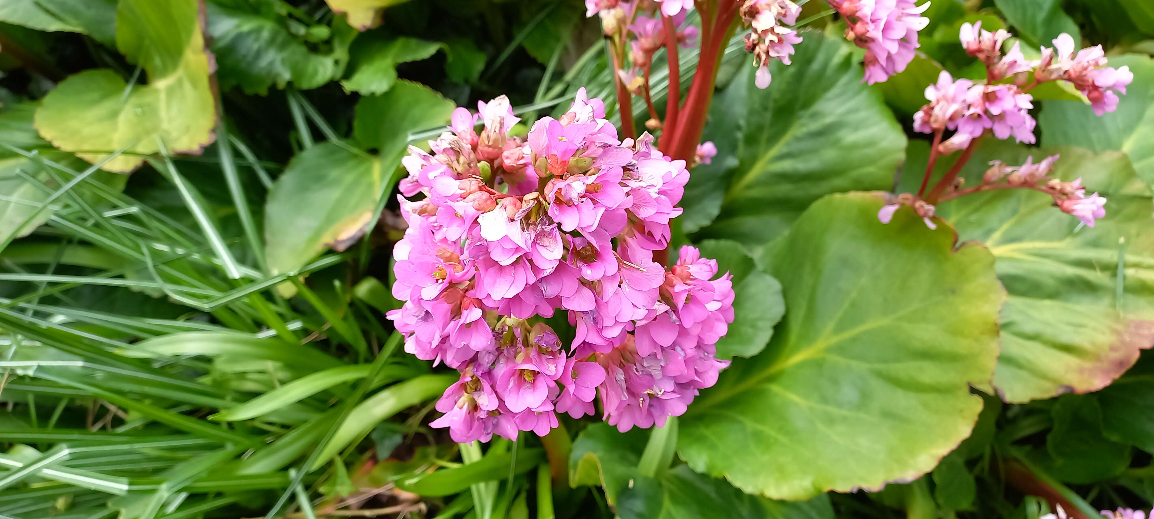 Image of Bergenia purpurascens (Hook. fil. & Thoms.) Engl.